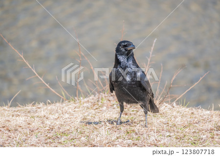 カラス(ハシボソガラス) カラス(ハシボソガラス) 123807718