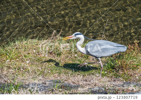 アオサギ 京都市鴨川 アオサギ 京都市鴨川 123807719