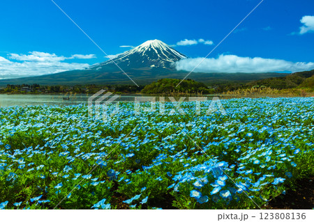 ネモフィラ咲く河口湖大石公園から望む富士山 ネモフィラ咲く河口湖大石公園から望む富士山 123808136