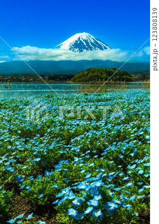 ネモフィラ咲く河口湖大石公園から望む富士山 ネモフィラ咲く河口湖大石公園から望む富士山 123808139