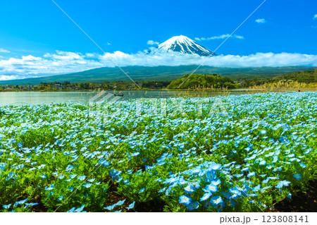 ネモフィラ咲く河口湖大石公園から望む富士山 ネモフィラ咲く河口湖大石公園から望む富士山 123808141
