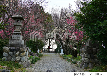 早春の訪れ 菅沼天神社 深谷市 早春の訪れ 菅沼天神社 深谷市 123808375