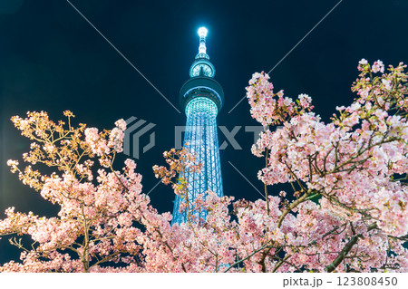 「東京都」東京スカイツリーと河津桜のライトアップ 「東京都」東京スカイツリーと河津桜のライトアップ 123808450