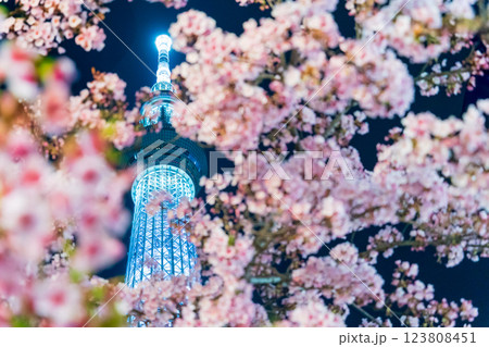 「東京都」東京スカイツリーと河津桜のライトアップ 123808451