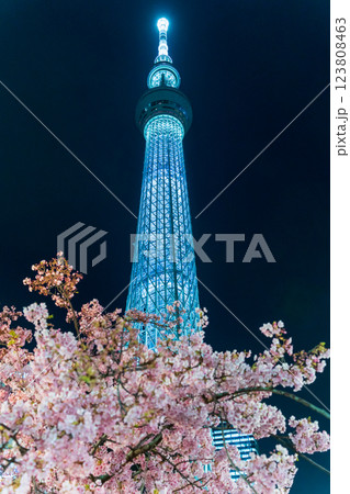 「東京都」東京スカイツリーと河津桜のライトアップ 123808463