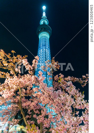 「東京都」東京スカイツリーと河津桜のライトアップ 123808465