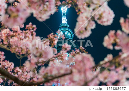 「東京都」東京スカイツリーと河津桜のライトアップ 123808477