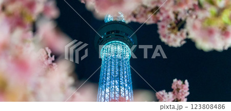 「東京都」東京スカイツリーと河津桜のライトアップ 「東京都」東京スカイツリーと河津桜のライトアップ 123808486