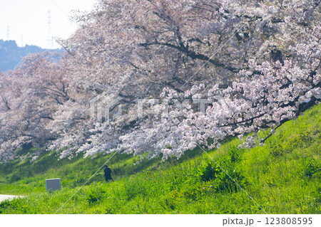 淀川河川公園 背割堤の桜の風景 123808595