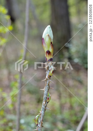 ハリギリ 123808608