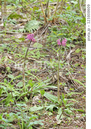 ショウジョウバカマ 123808609