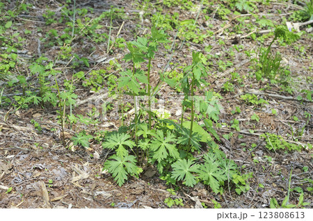 トリカブト トリカブト 123808613