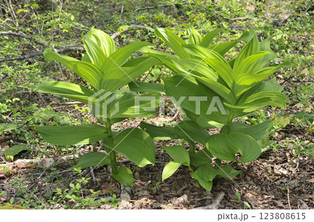 バイケイソウ 123808615