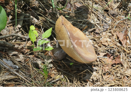 ウラグロニガイグチ 123808625