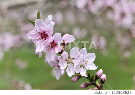 モモの花 モモの花 123808628