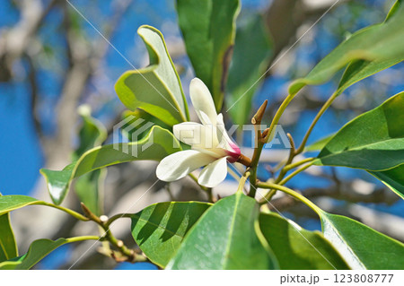 白いオガタマノキの花（春、三月） 123808777