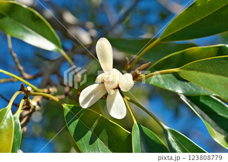 白いオガタマノキの花(春、三月) 白いオガタマノキの花(春、三月) 123808779