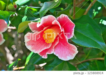 ピンク色のサンペイツバキの花(春、三月) ピンク色のサンペイツバキの花(春、三月) 123808914