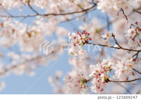 青空と満開のソメイヨシノ 123809247