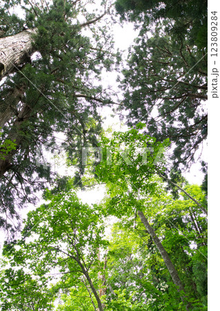 初夏の明るい森の風景美女平老巨木火炎樹付近 123809284