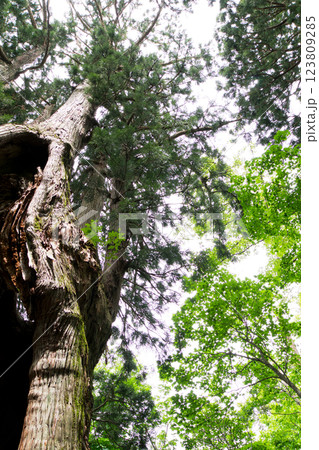初夏の明るい森の風景美女平老巨木火炎樹付近 初夏の明るい森の風景美女平老巨木火炎樹付近 123809285