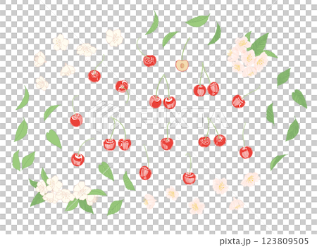 櫻桃果實和花朵的線條描、輪廓插圖素材_彩色 123809505