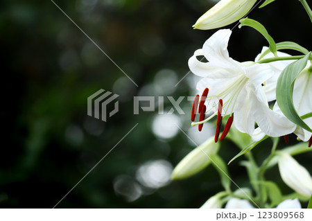 白い百合カサブランカ 白い百合カサブランカ 123809568