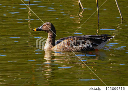オオヒシクイ 123809816