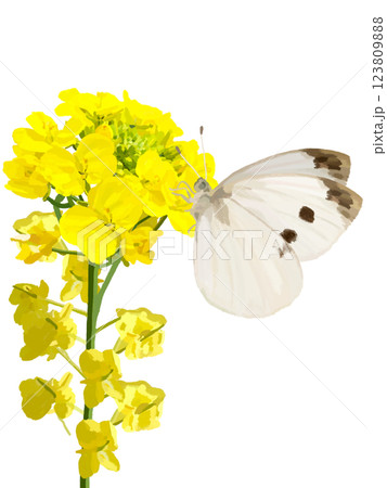 菜の花とモンシロチョウ 123809888