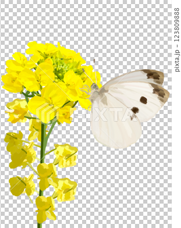 菜の花とモンシロチョウ 123809888