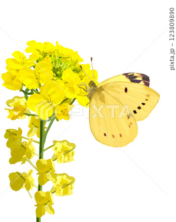菜の花とモンキチョウ 123809890