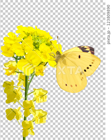 菜の花とモンキチョウ 123809890