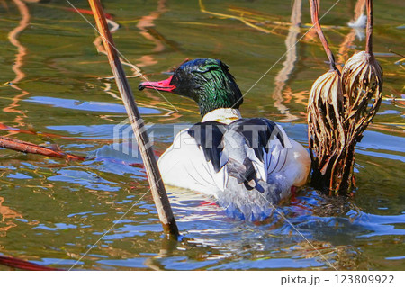 カワアイサ 123809922