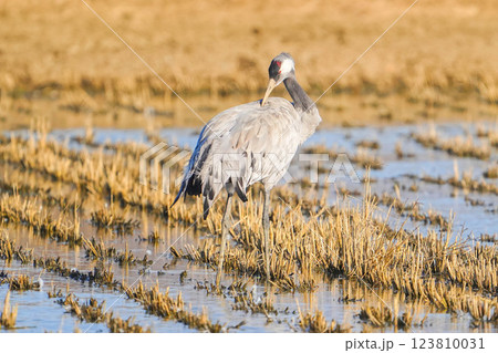 クロヅル クロヅル 123810031