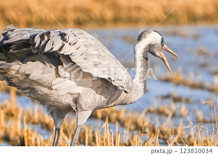 クロヅル 123810034