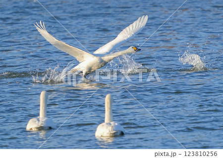 コハクチョウ コハクチョウ 123810256