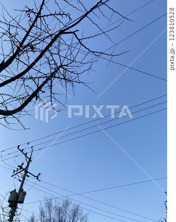 "Tree Branches and Power Lines: A Contrast of Nature and Urban Life" "Tree Branches and Power Lines: A Contrast of Nature and Urban Life" 123810528