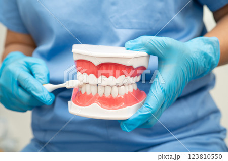 Doctor clean teeth denture with toothbrush for teach patient and dentist studying about dentistry. Doctor clean teeth denture with toothbrush for teach patient and dentist studying about dentistry. 123810550