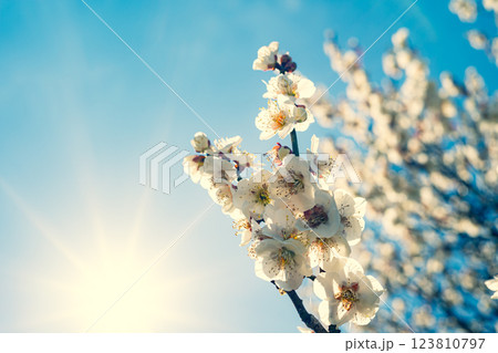 開花する白い梅の花 b-3 暖色 開花する白い梅の花 b-3 暖色 123810797