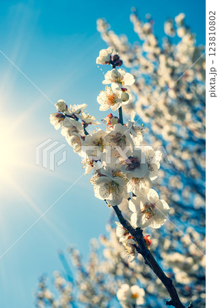 開花する白い梅の花　c-3 暖色 123810802
