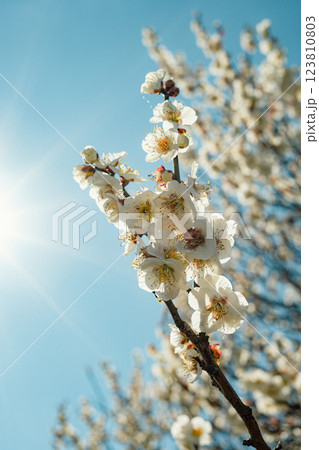 開花する白い梅の花 c-4 フィルム調 開花する白い梅の花 c-4 フィルム調 123810803