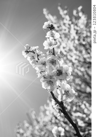 開花する白い梅の花 c-5 モノクロ 開花する白い梅の花 c-5 モノクロ 123810804
