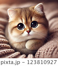 見つめる猫 123810927