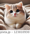 見つめる子猫 123810930