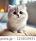 見つめる子猫 123810931