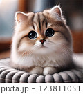 見つめる猫 123811051