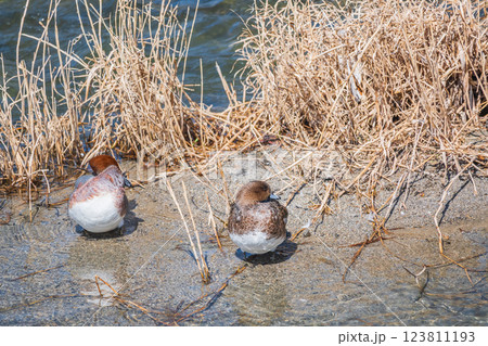 川岸でくつろぐヒドリガモのつがい　 123811193