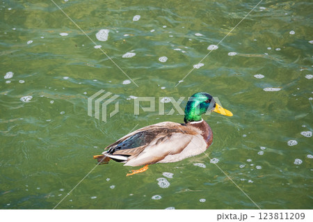 川を泳ぐマガモ（オス） 123811209