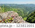 雪彦山・地蔵岳のイワカガミ 123811601