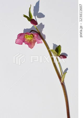 紫色のクリスマスローズの花 紫色のクリスマスローズの花 123811607